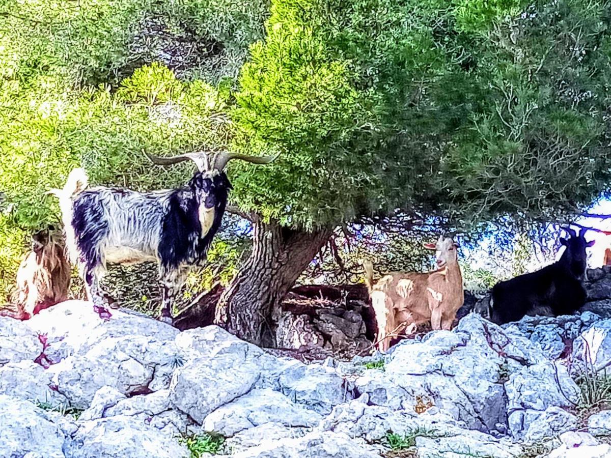 Arche De Noe Atypique, Boheme , Nature, Piscine Chauffee De Paques A Toussaint , Spa , Sauna , Loisirs Le Beausset Εξωτερικό φωτογραφία